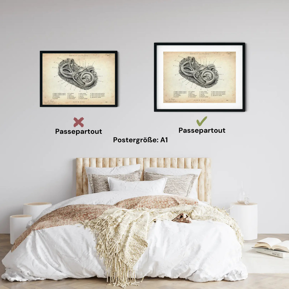 Innenohr Anatomie - Animus Medicus GmbH