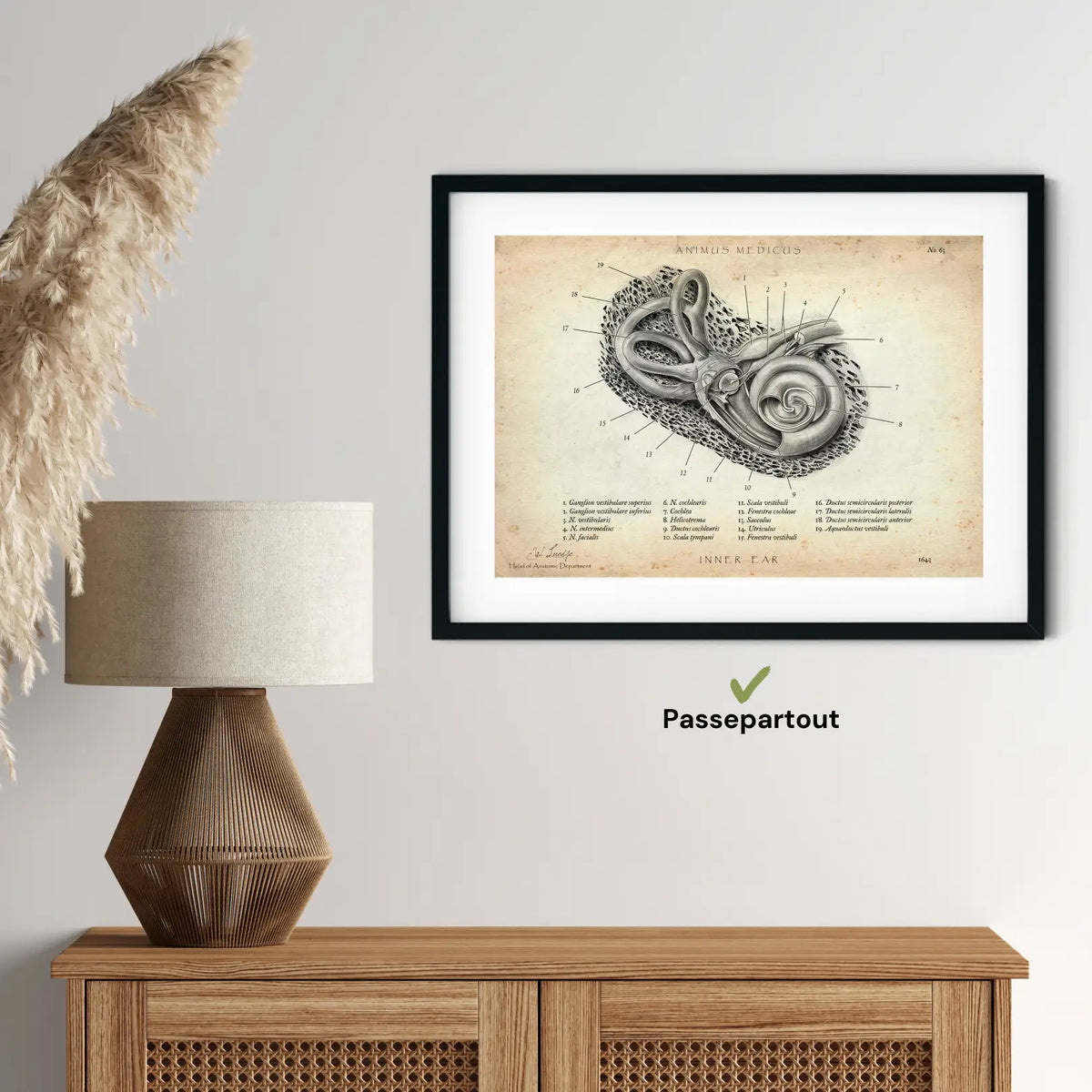 Innenohr Anatomie - Animus Medicus GmbH