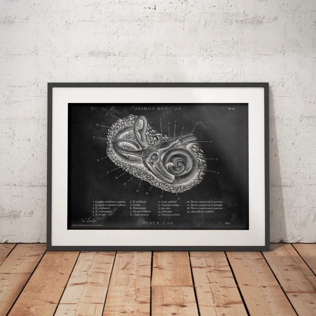 Innenohr Anatomie - Chalkboard - Animus Medicus GmbH