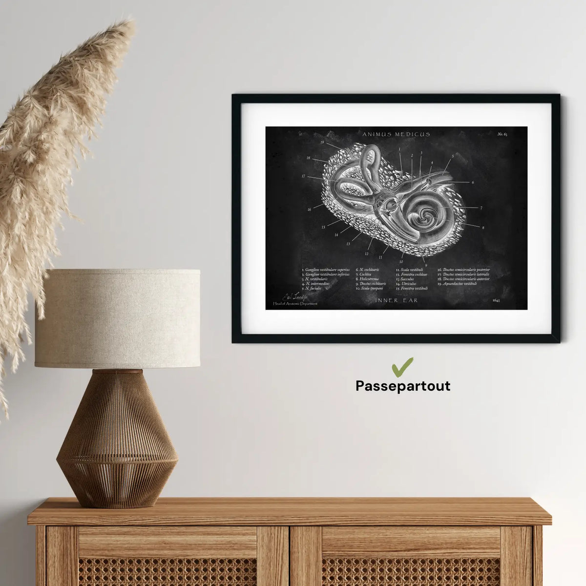 Innenohr Anatomie - Chalkboard - Animus Medicus GmbH