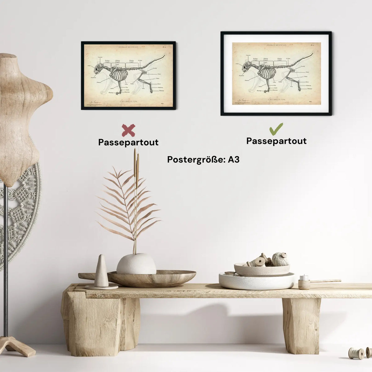 Katzen Skelett - Animus Medicus GmbH