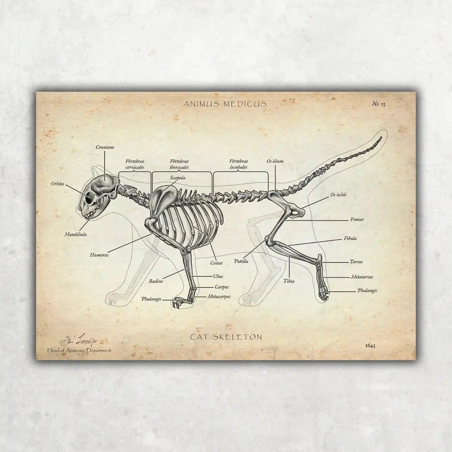 Katzen Skelett - Animus Medicus GmbH