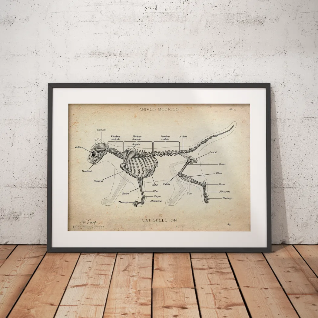 Katzen Skelett - Animus Medicus GmbH
