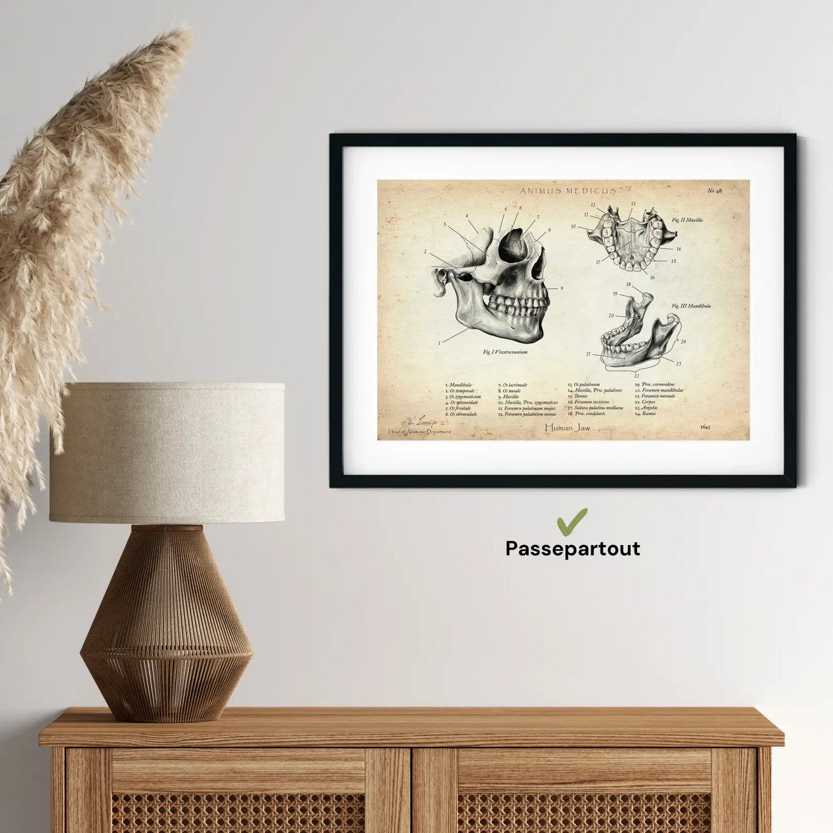 Kiefergelenk Anatomie - Animus Medicus GmbH