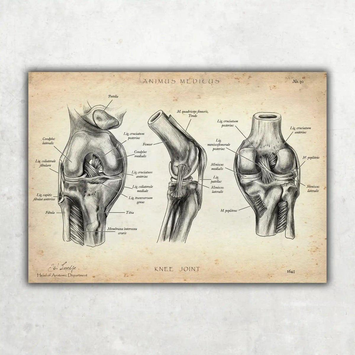 Kniegelenk Anatomie - Animus Medicus GmbH