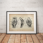 Kniegelenk Anatomie - Animus Medicus GmbH