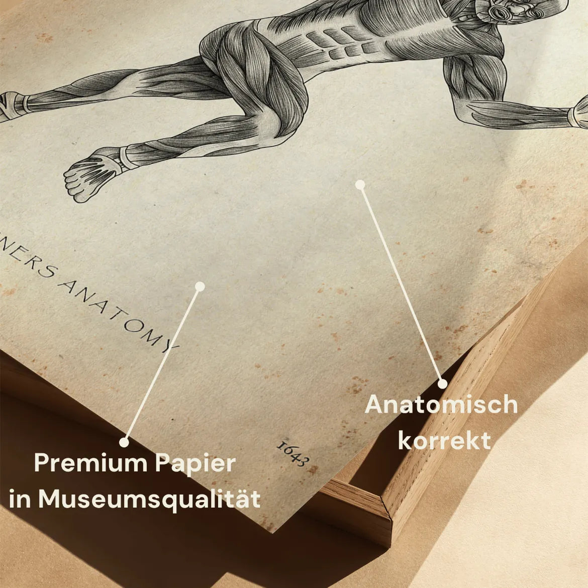 Läufer Anatomie Poster - Animus Medicus GmbH
