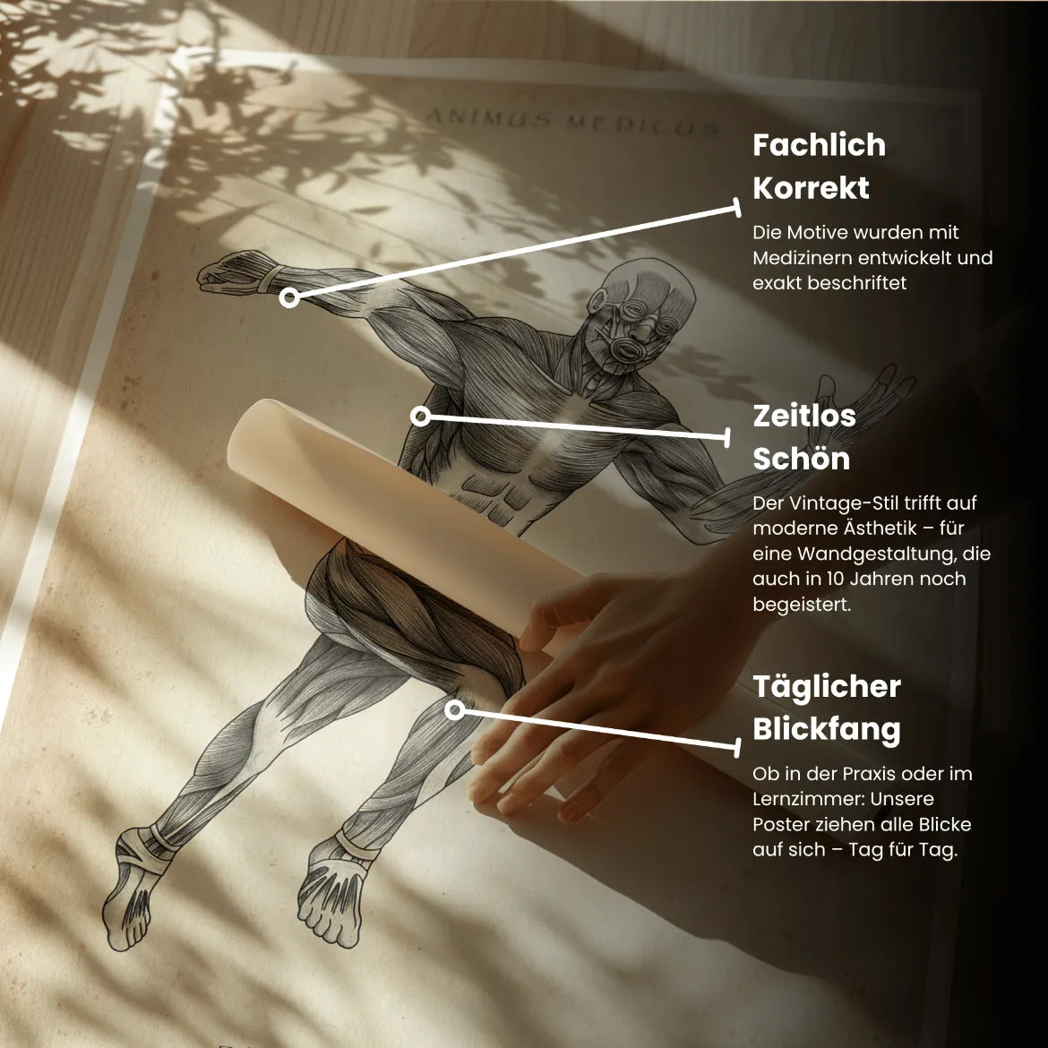 Läufer Anatomie Poster - Animus Medicus GmbH