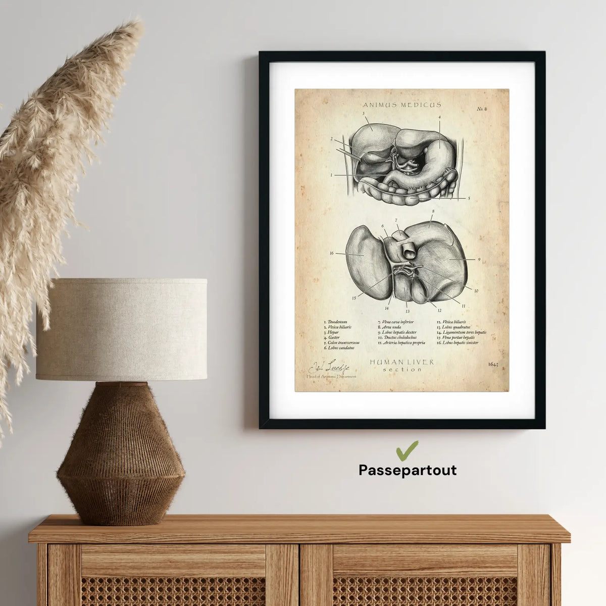 Leber Anatomie - Animus Medicus GmbH