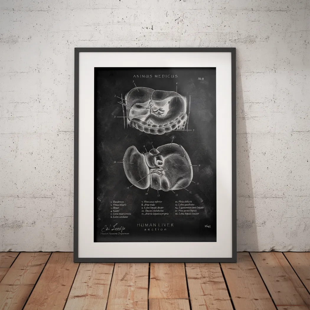 Leber Anatomie - Chalkboard - Animus Medicus GmbH
