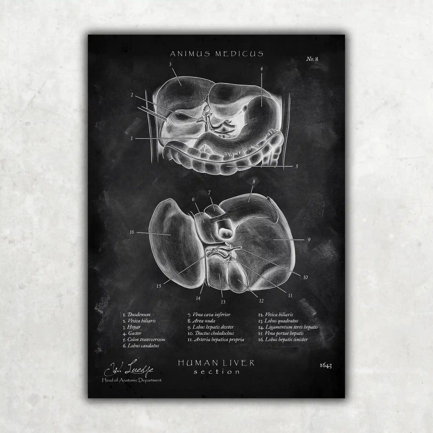 Leber Anatomie - Chalkboard - Animus Medicus GmbH