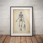 Menschliche Skelett - Animus Medicus GmbH