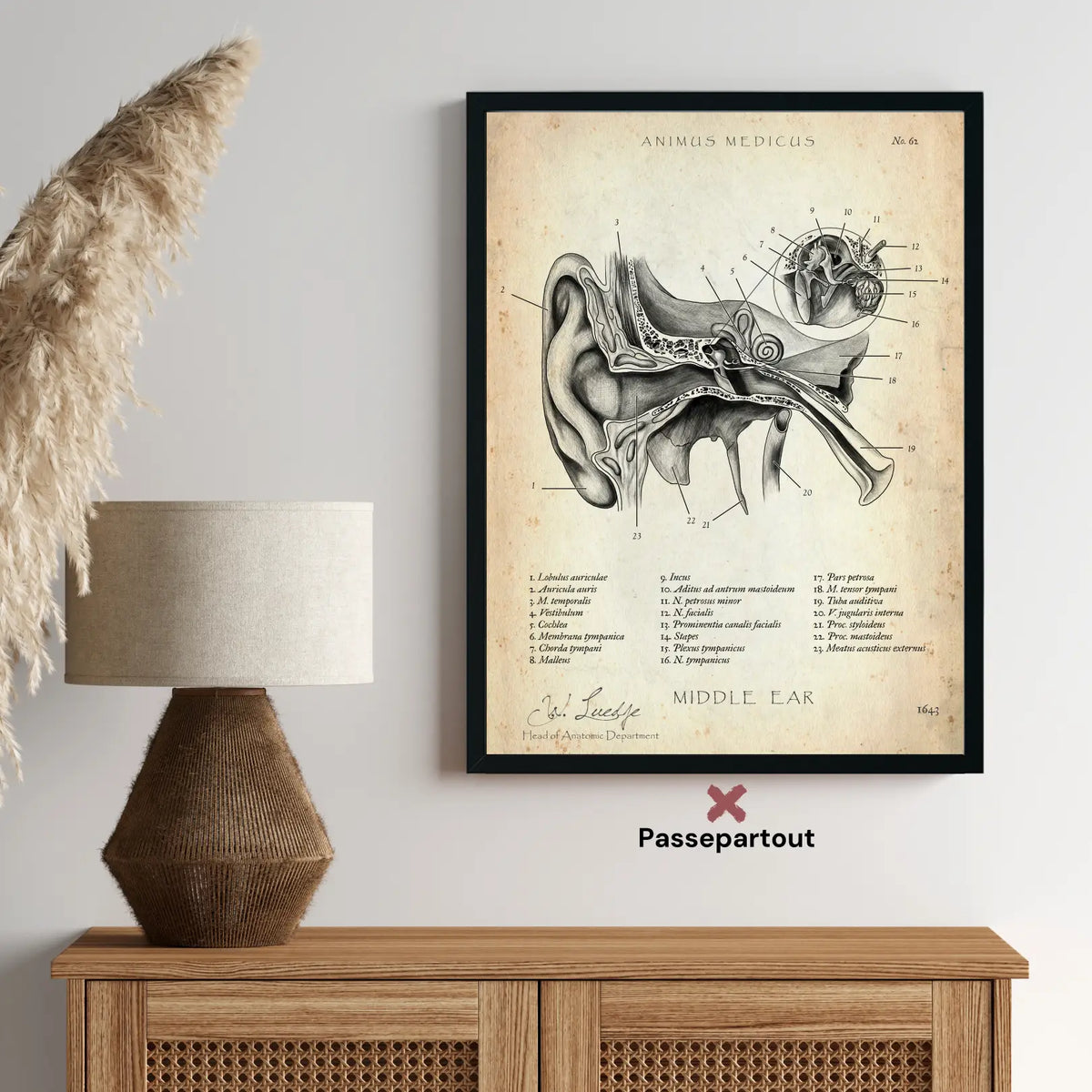 Mittelohr Anatomie - Animus Medicus GmbH