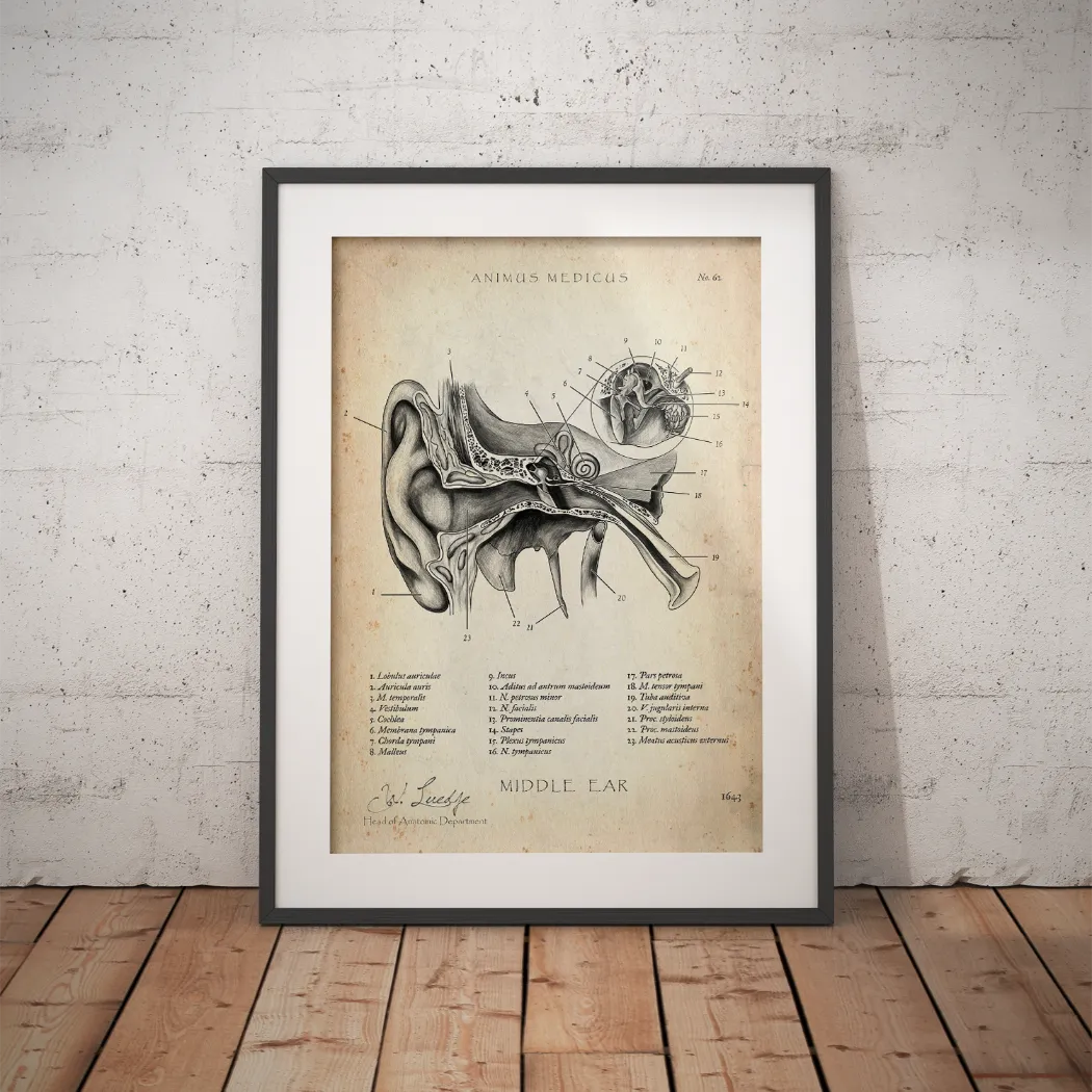 Mittelohr Anatomie - Animus Medicus GmbH