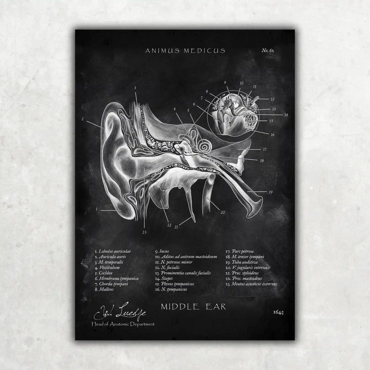 Mittelohr Anatomie - Chalkboard - Animus Medicus GmbH