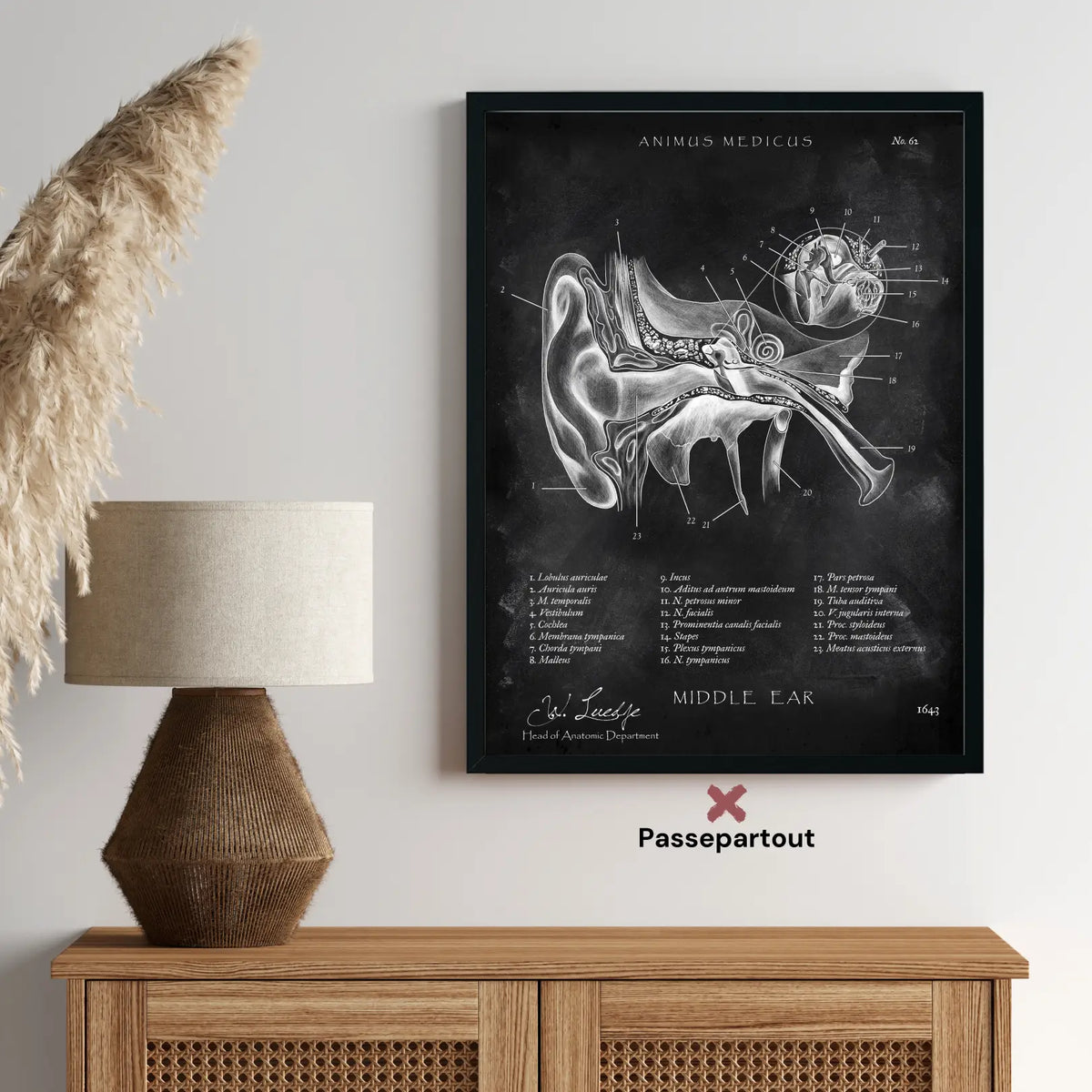 Mittelohr Anatomie - Chalkboard - Animus Medicus GmbH