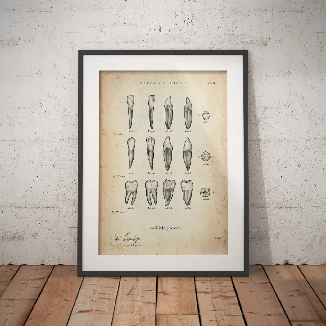 Morphologie der Zähne - Animus Medicus GmbH