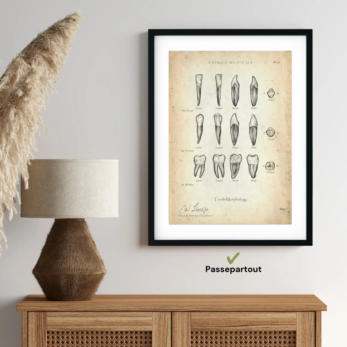 Morphologie der Zähne - Animus Medicus GmbH