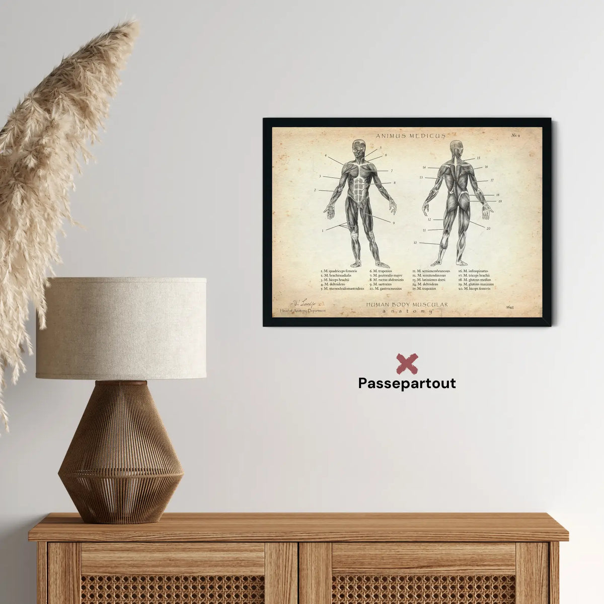 Muskeln Anatomie - Animus Medicus GmbH