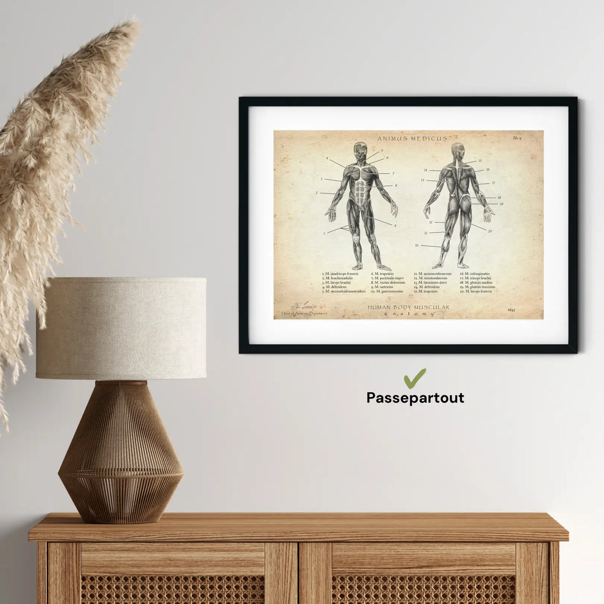 Muskeln Anatomie - Animus Medicus GmbH