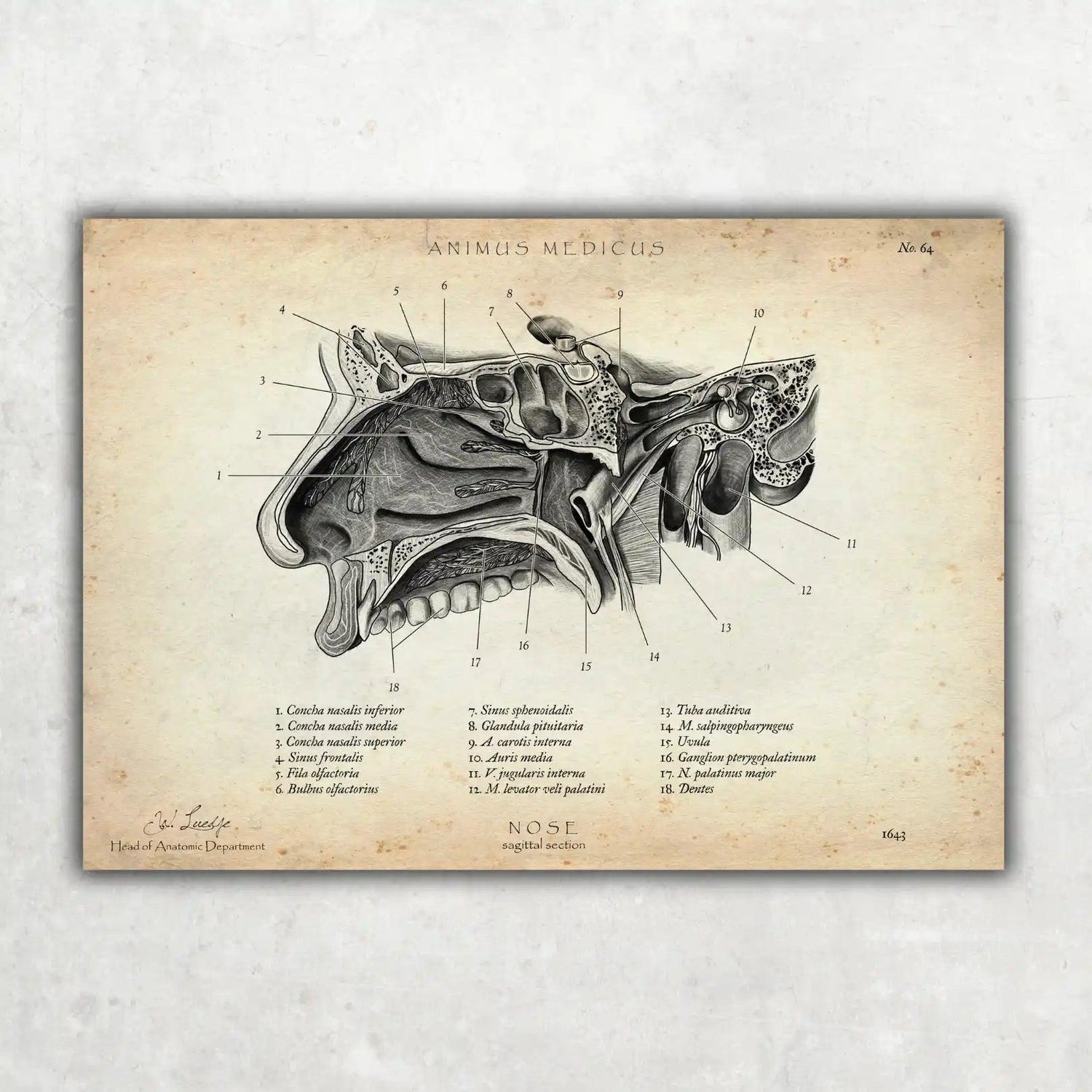 Nase im Sagittalschnitt - Animus Medicus GmbH