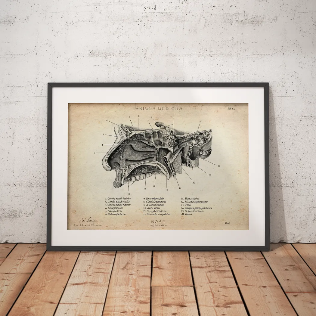 Nase im Sagittalschnitt - Animus Medicus GmbH