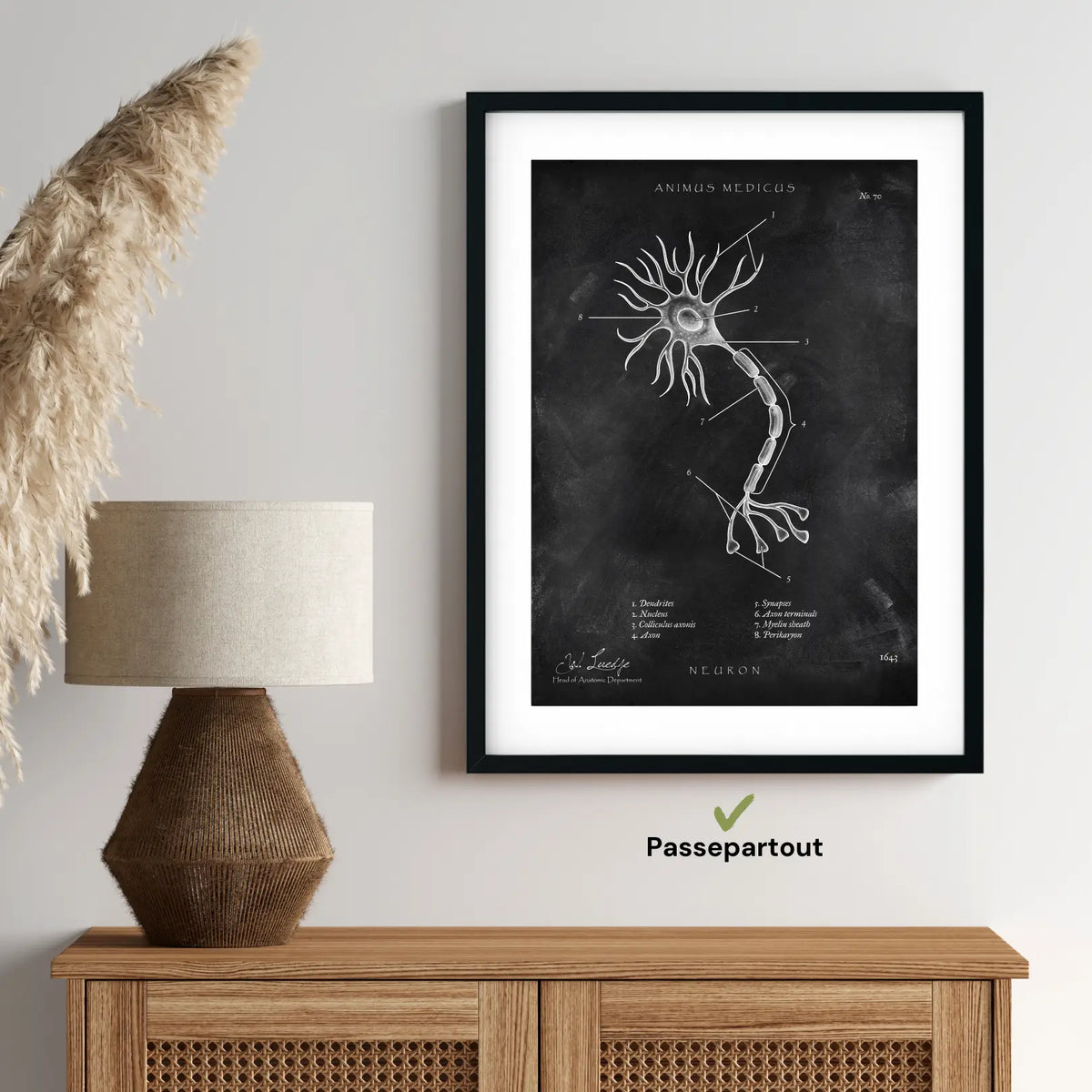 Nervenzelle Aufbau - Chalkboard - Animus Medicus GmbH