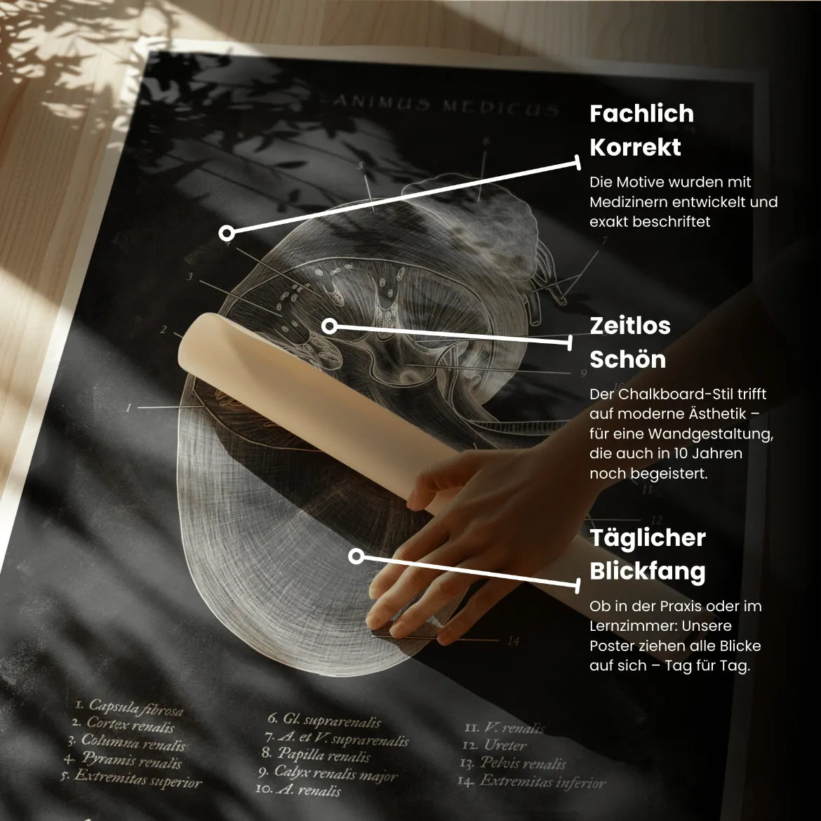 Nieren Anatomie - Chalkboard - Animus Medicus GmbH