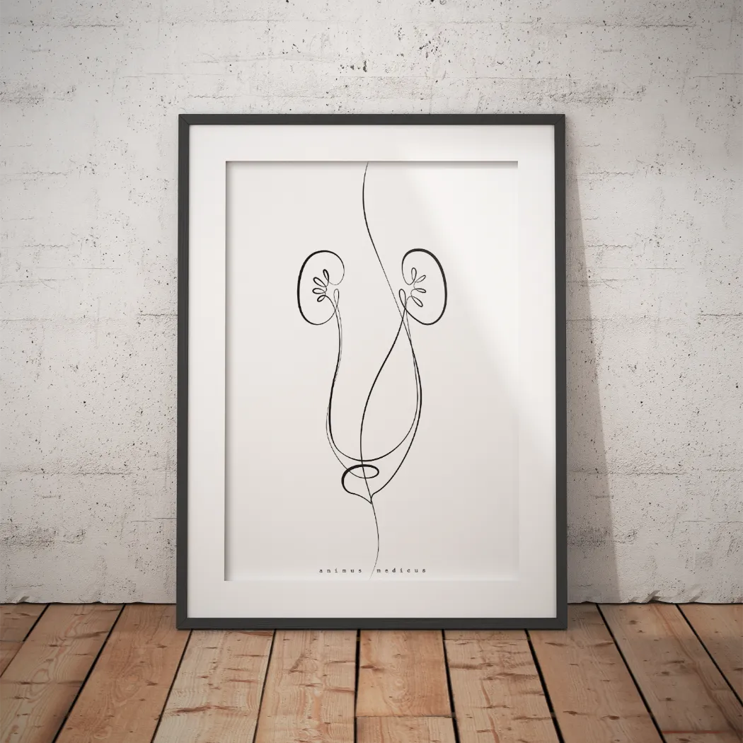 Nieren Anatomie Minimalist - Animus Medicus GmbH