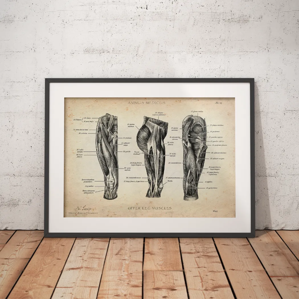 Oberschenkel Muskeln - Animus Medicus GmbH