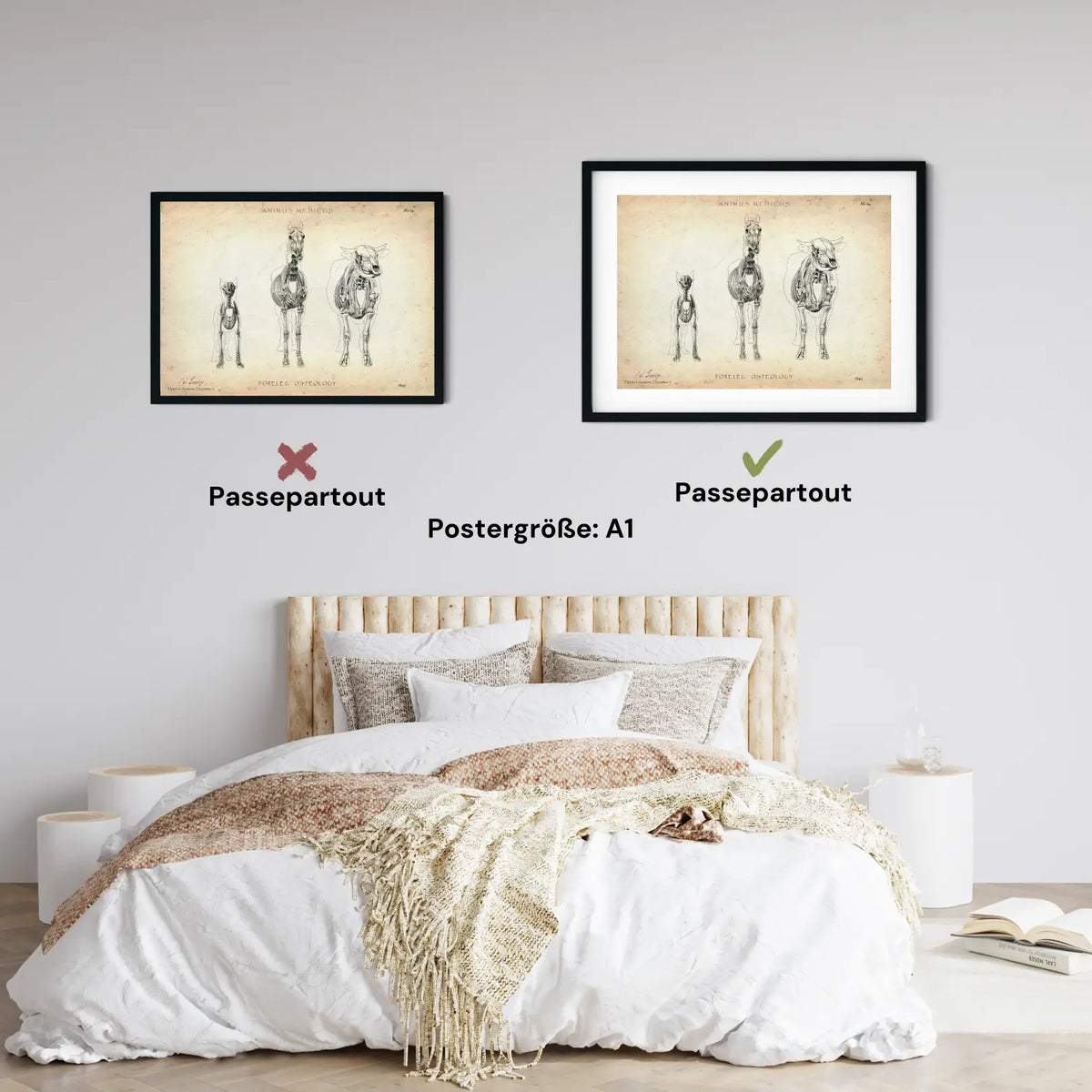 Osteologie der Tiere - Animus Medicus GmbH