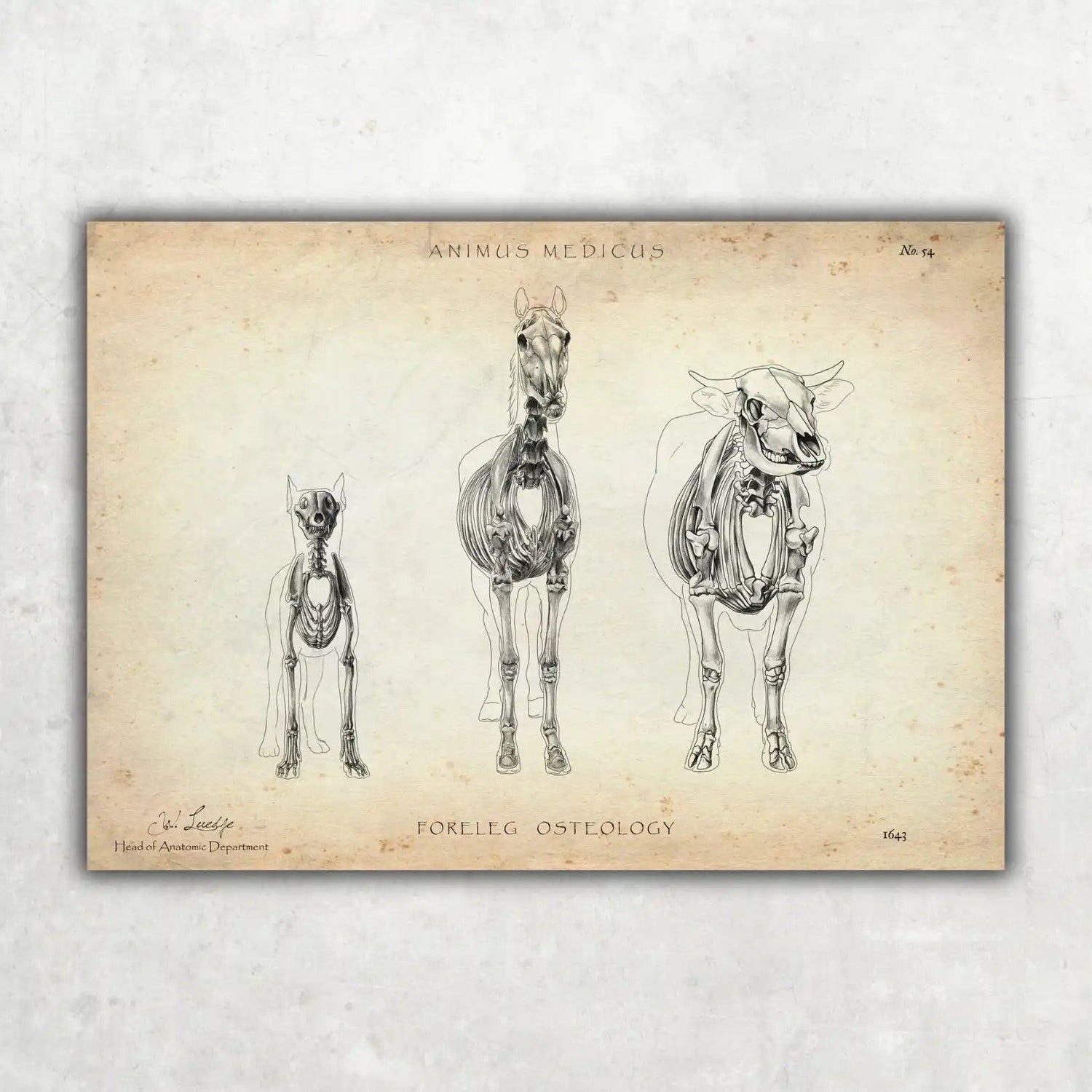 Osteologie der Tiere - Animus Medicus GmbH