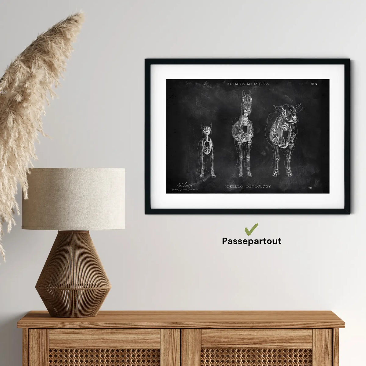 Osteologie der Tiere - Chalkboard - Animus Medicus GmbH