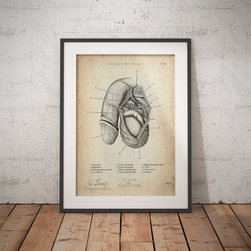 Penis mit Scrotum - Animus Medicus GmbH