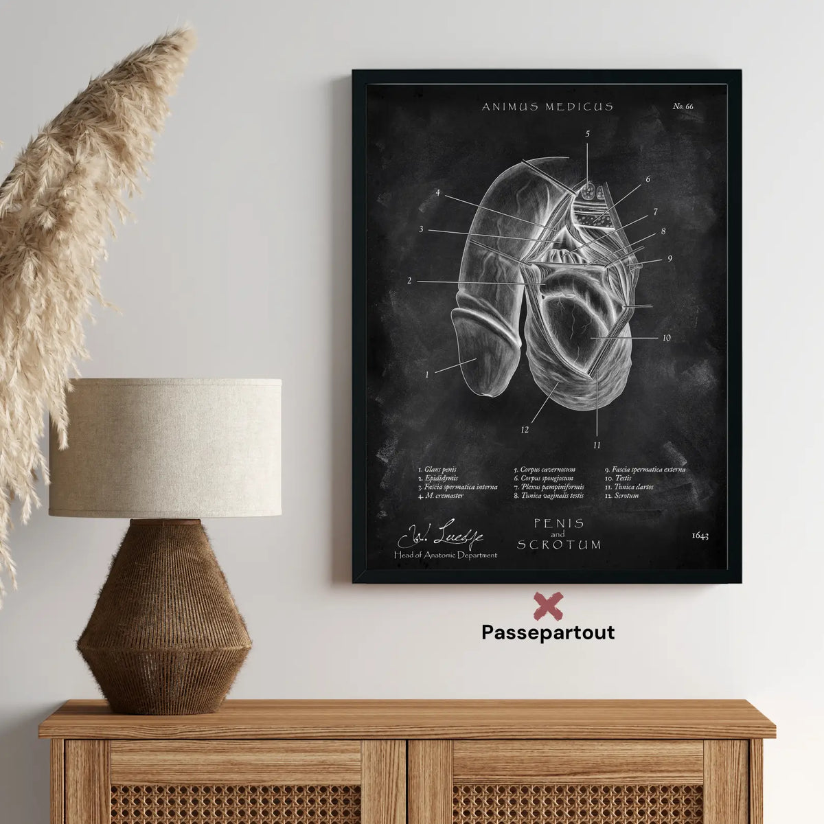 Penis mit Scrotum - Chalkboard - Animus Medicus GmbH