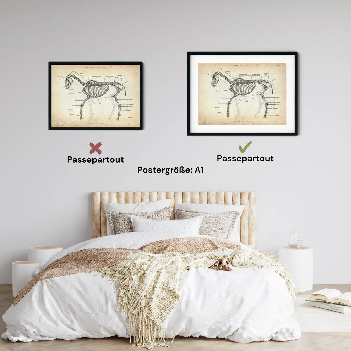 Pferde Anatomie - Animus Medicus GmbH