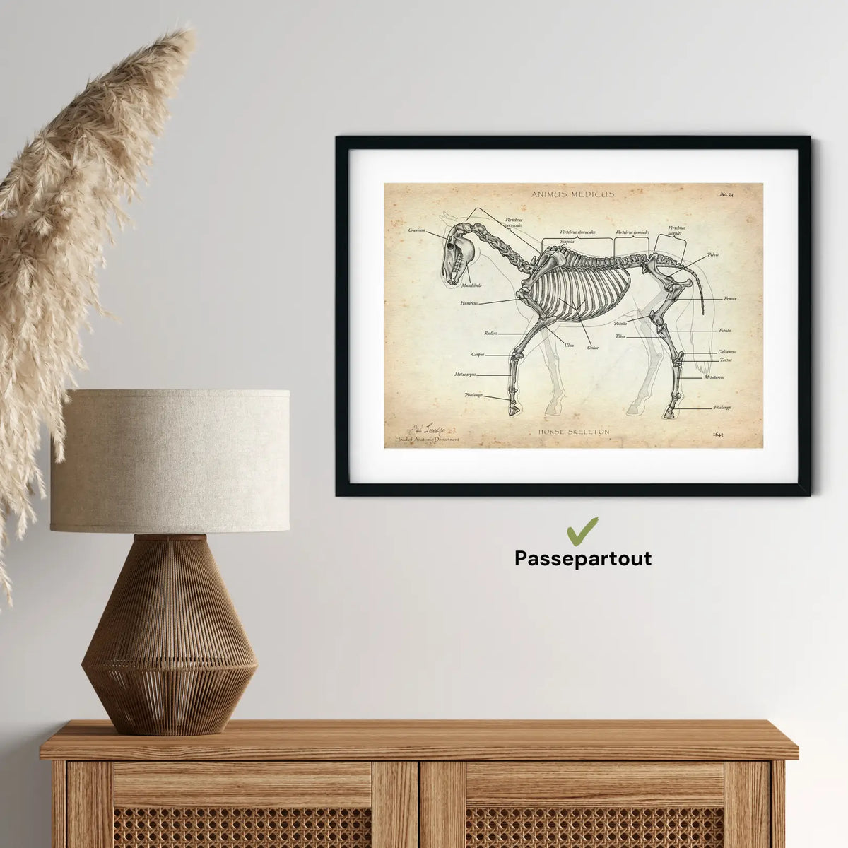 Pferde Anatomie - Animus Medicus GmbH