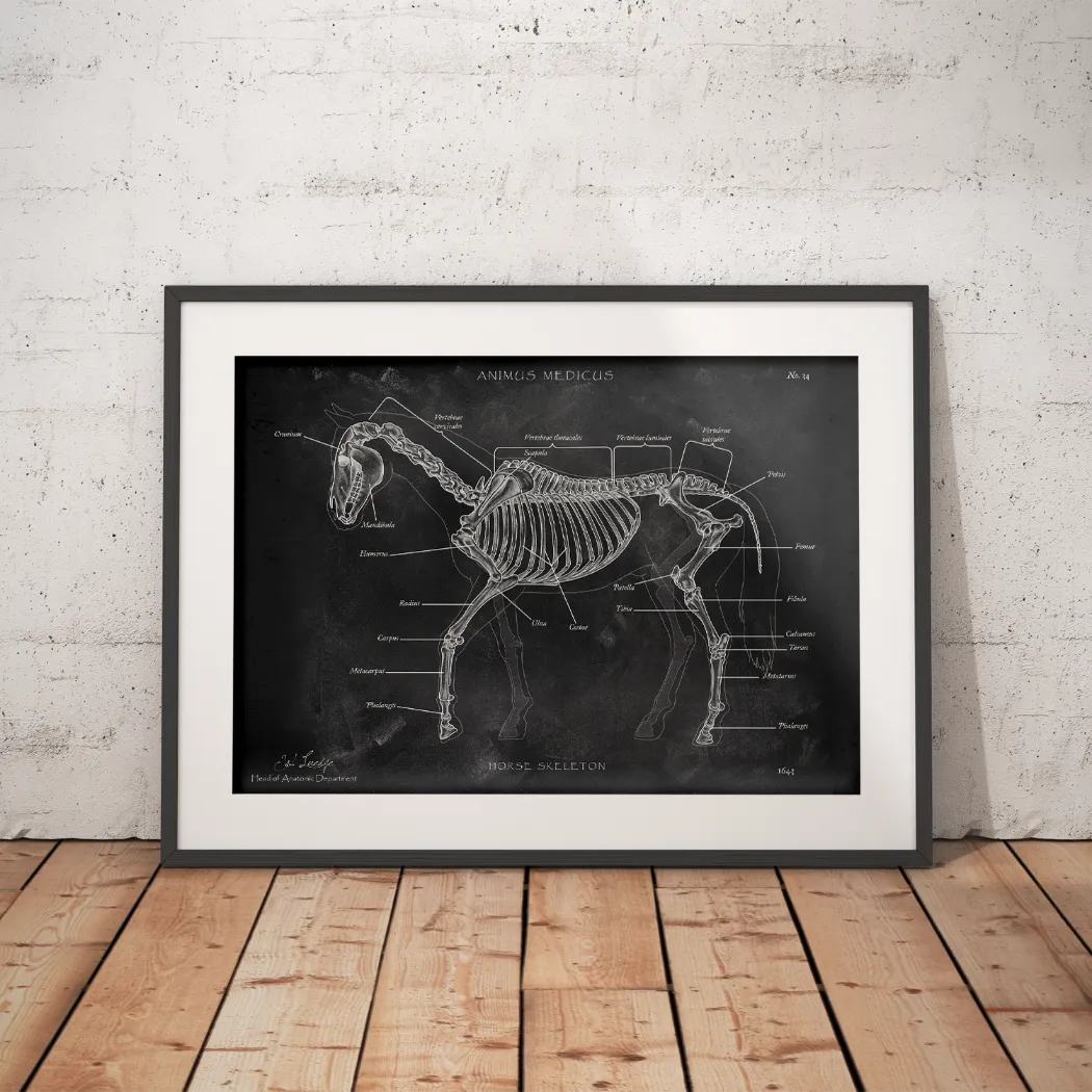 Pferde Anatomie - Chalkboard - Animus Medicus GmbH
