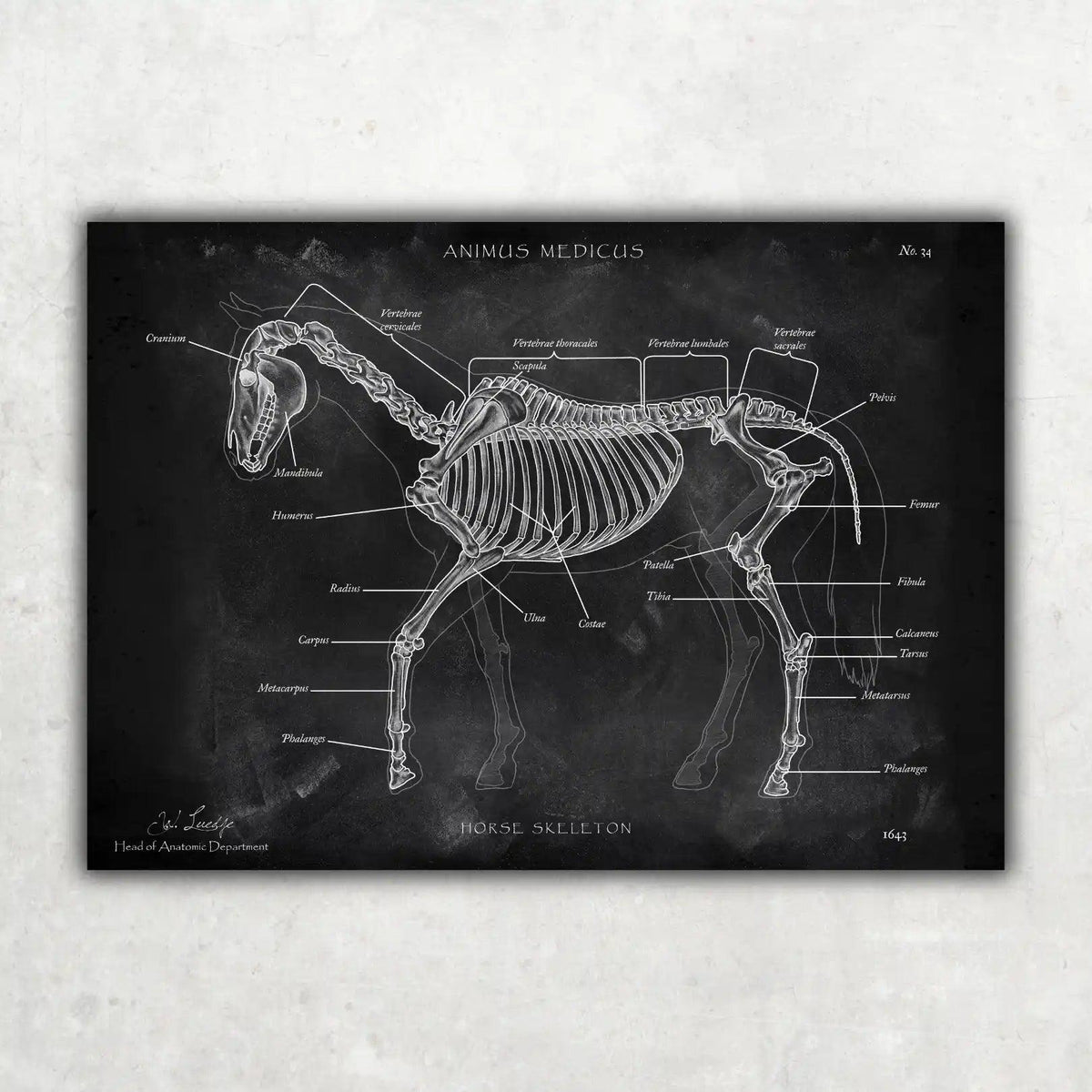 Pferde Anatomie - Chalkboard - Animus Medicus GmbH