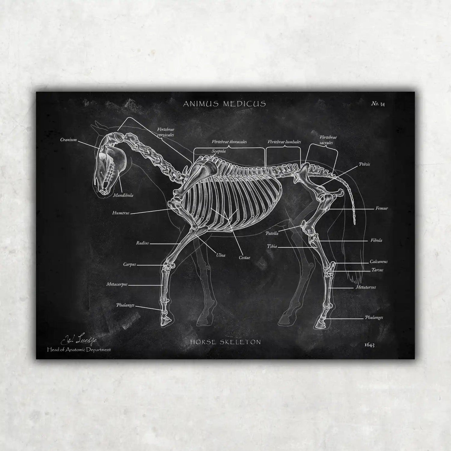 Pferde Anatomie - Chalkboard - Animus Medicus GmbH