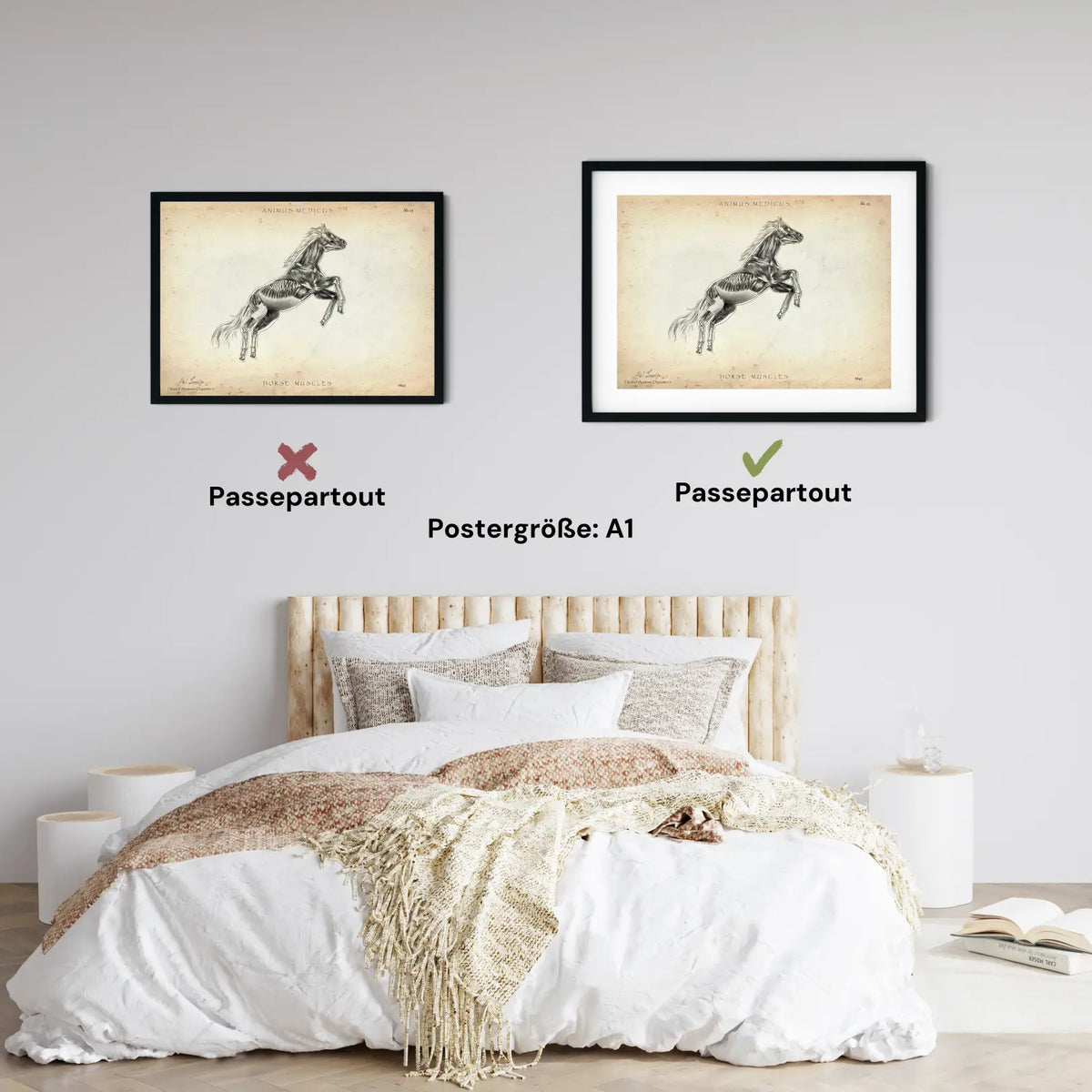 Pferde Muskulatur - Animus Medicus GmbH