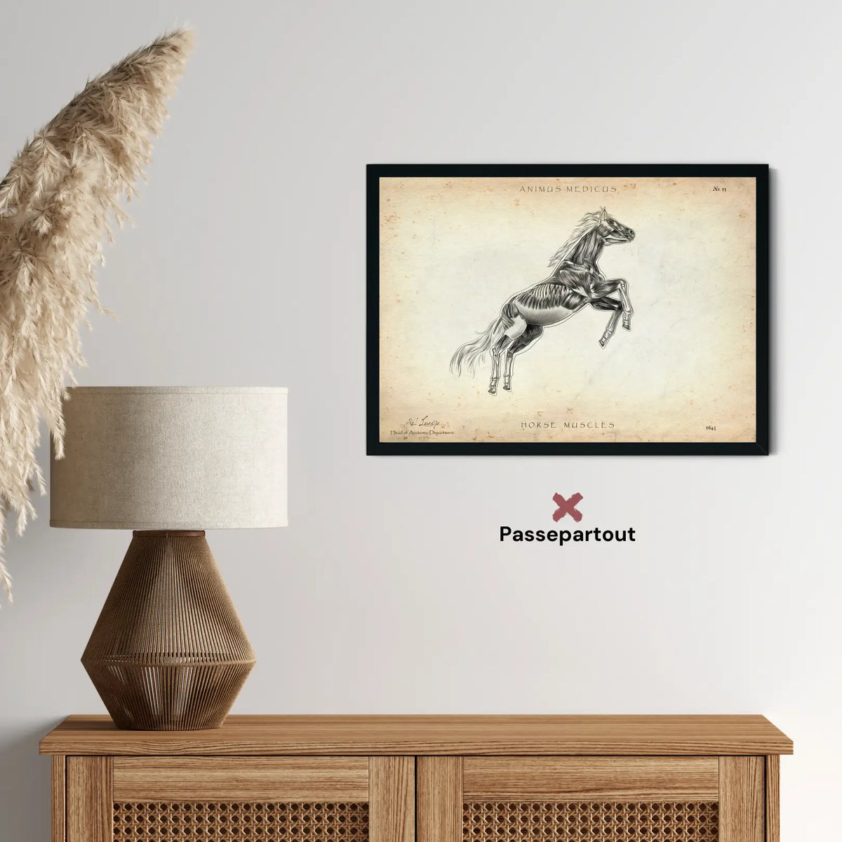 Pferde Muskulatur - Animus Medicus GmbH