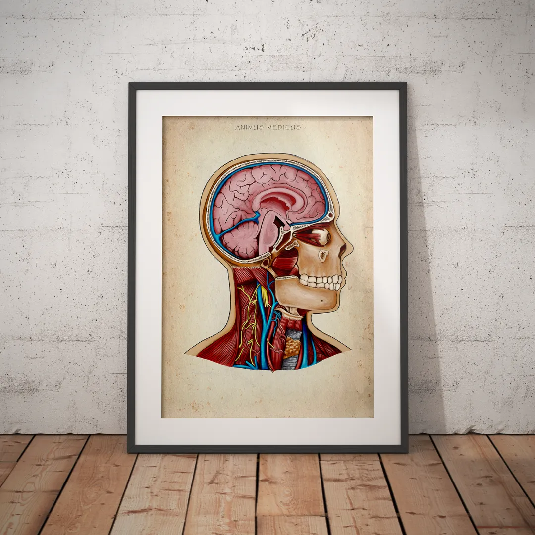 Reallife Triple Bundle - Animus Medicus GmbH