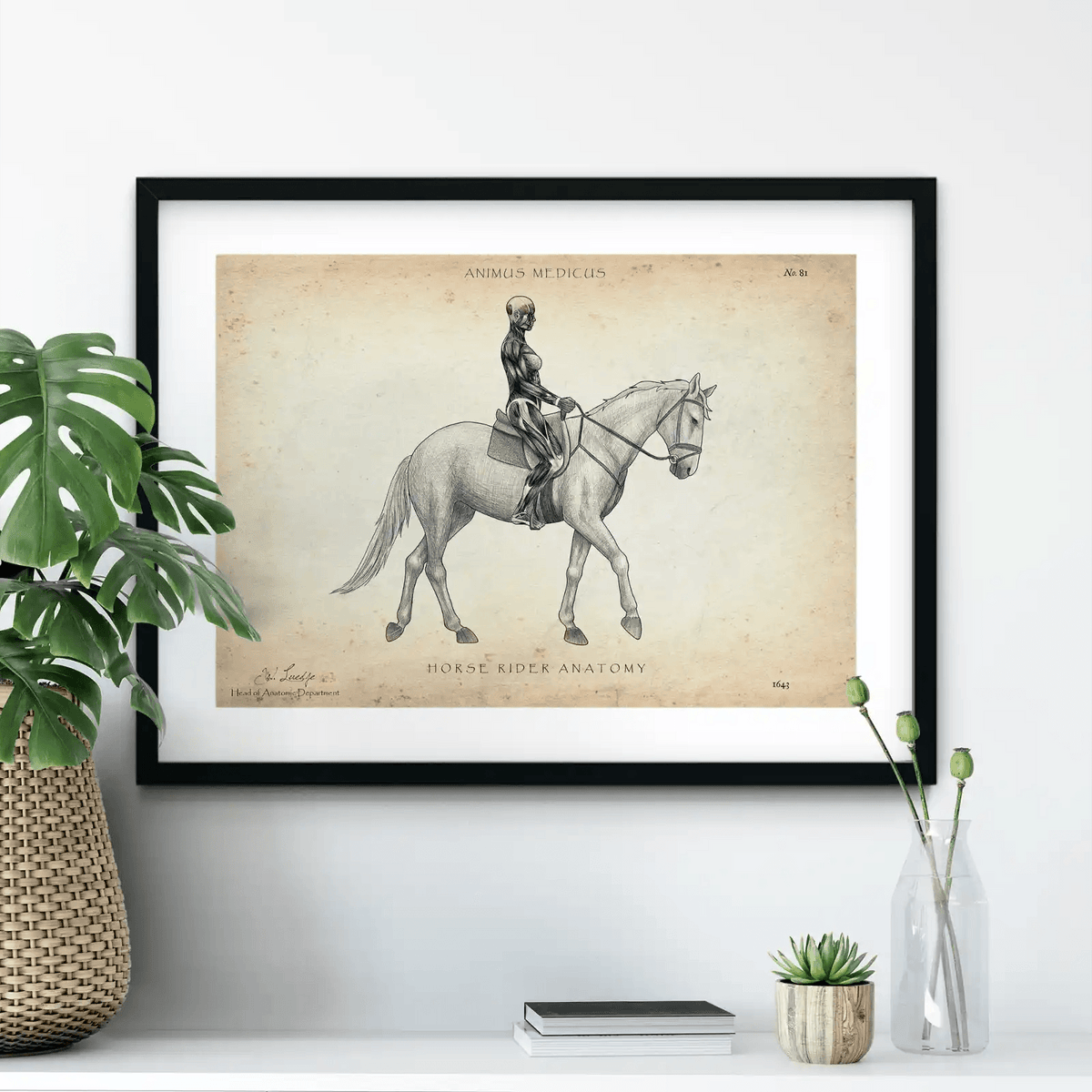 Reiten Anatomie Poster - Animus Medicus GmbH