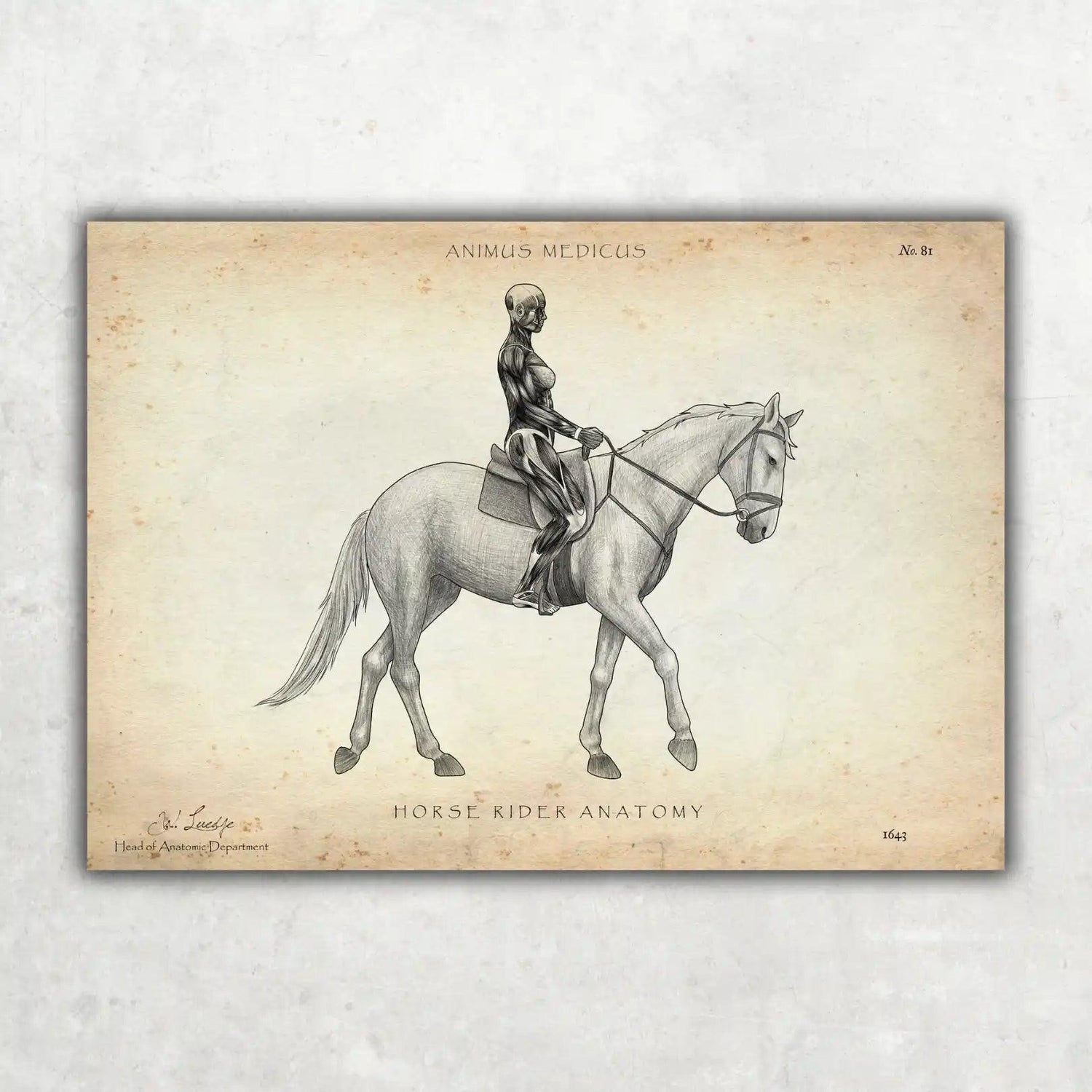 Reiten Anatomie Poster - Animus Medicus GmbH