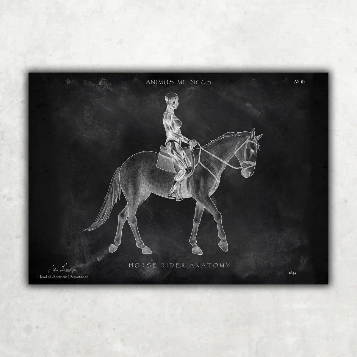 Reiten Anatomie Poster - Chalkboard - Animus Medicus GmbH