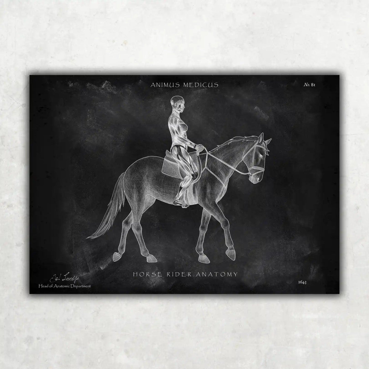 Reiten Anatomie Poster - Chalkboard - Animus Medicus GmbH