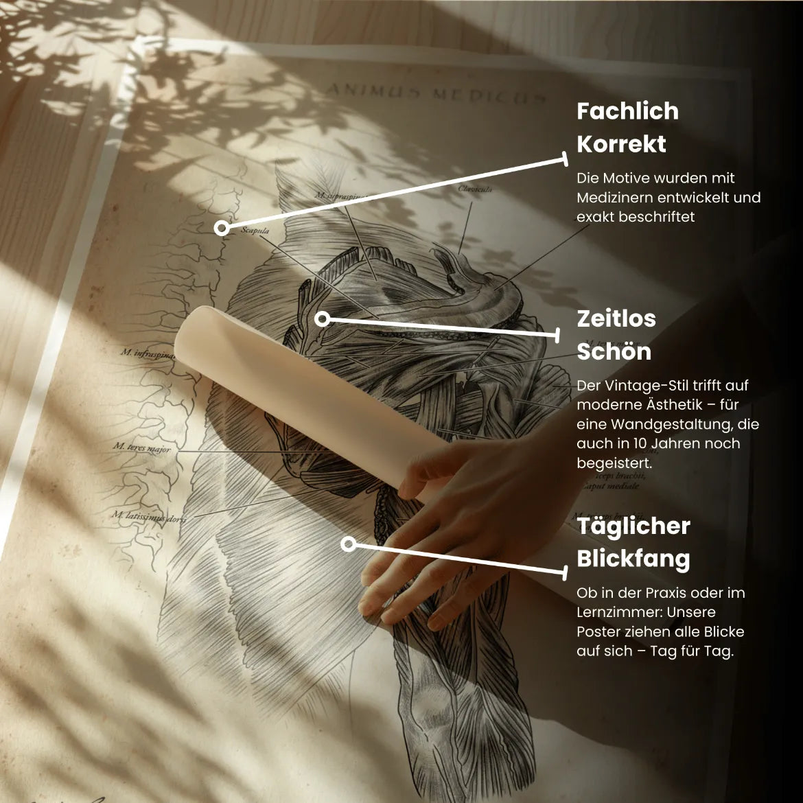 Rotatorenmanschette Anatomie - Animus Medicus GmbH