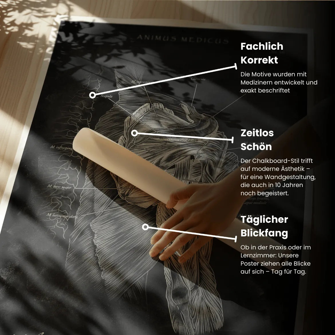 Rotatorenmanschette Anatomie - Chalkboard - Animus Medicus GmbH