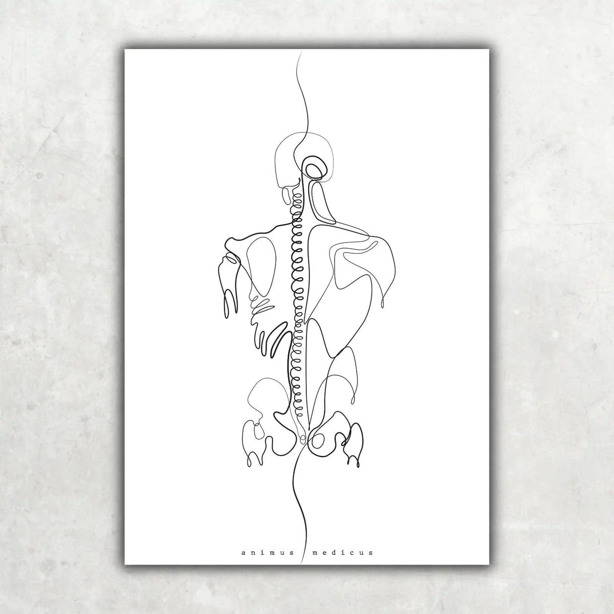 Rücken Anatomie Minimalist - Animus Medicus GmbH